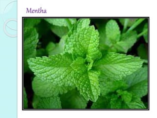 Mentha
 