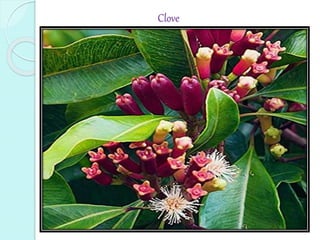 Clove
 