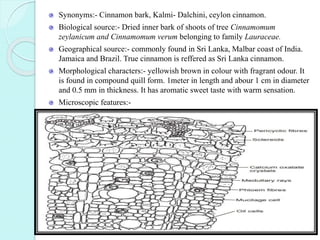 Synonyms:- Cinnamon bark, Kalmi- Dalchini, ceylon cinnamon.
Biological source:- Dried inner bark of shoots of tree Cinnamomum
zeylanicum and Cinnamomum verum belonging to family Lauraceae.
Geographical source:- commonly found in Sri Lanka, Malbar coast of India.
Jamaica and Brazil. True cinnamon is reffered as Sri Lanka cinnamon.
Morphological characters:- yellowish brown in colour with fragrant odour. It
is found in compound quill form. 1meter in length and abour 1 cm in diameter
and 0.5 mm in thickness. It has aromatic sweet taste with warm sensation.
Microscopic features:-
 