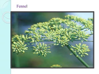 Fennel
 