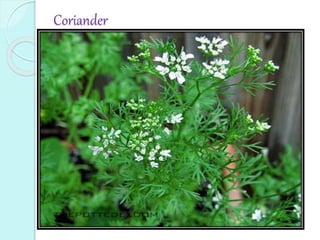 Coriander
 