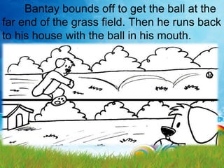 Bantay bounds off to get the ball at the
far end of the grass field. Then he runs back
to his house with the ball in his mouth.
 