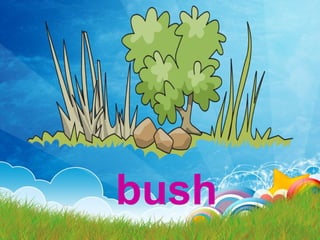 bush
 