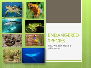 ENDANGERED SPECIES How we can make a difference! 