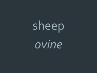 sheep
ovine
 