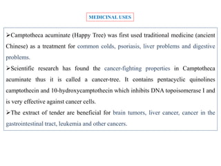 Camptotheca acuminate (Happy Tree) was first used traditional medicine (ancient
Chinese) as a treatment for common colds, psoriasis, liver problems and digestive
problems.
Scientific research has found the cancer-fighting properties in Camptotheca
acuminate thus it is called a cancer-tree. It contains pentacyclic quinolines
camptothecin and 10-hydroxycamptothecin which inhibits DNA topoisomerase I and
is very effective against cancer cells.
The extract of tender are beneficial for brain tumors, liver cancer, cancer in the
gastrointestinal tract, leukemia and other cancers.
MEDICINAL USES
 