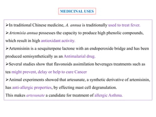 In traditional Chinese medicine, A. annua is traditionally used to treat fever.
Artemisia annua possesses the capacity to produce high phenolic compounds,
which result in high antioxidant activity.
Artemisinin is a sesquiterpene lactone with an endoperoxide bridge and has been
produced semisynthetically as an Antimalarial drug.
Several studies show that flavonoids assimilation beverages treatments such as
tea might prevent, delay or help to cure Cancer
Animal experiments showed that artesunate, a synthetic derivative of artemisinin,
has anti-allergic properties, by effecting mast cell degranulation.
This makes artesunate a candidate for treatment of allergic Asthma.
MEDICINAL USES
 