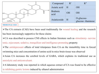 Compound R′ R″
Asiatic acid H OH
Brahmic
acid
OH OH
Asiaticoside H
O-glucose-
glucose- rhamnose
The CA extracts (CAE) have been used traditionally for wound healing and the research
has been increasingly supportive for these claims
CA was described to possess CNS effects in Indian literature such as stimulatory- nervine
tonic, rejuvenant, sedative, tranquilizer and intelligence promoting property
The antidepressant effects of total triterpenes from CA on the immobility time in forced
swimming mice and concentration of amino acid in mice brain tissue was observed
Asian CA increases the cerebral levels of GABA, which explains its traditional use as
anxiolytic and anticonvulsant.
A laboratory study was reported in which aqueous extract of CA was found to be effective
in inhibiting gastric lesions induced by ethanol administration
MEDICINAL USES
 