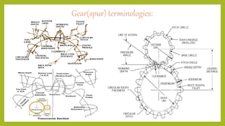 Gear(spur) terminologies:
 