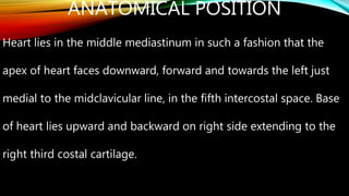 ANATOMICAL POSITION
Heart lies in the middle mediastinum in such a fashion that the
apex of heart faces downward, forward and towards the left just
medial to the midclavicular line, in the fifth intercostal space. Base
of heart lies upward and backward on right side extending to the
right third costal cartilage.
 