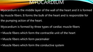 MYOCARDIUM
Myocardium is the middle layer of the wall of the heart and it is formed
by muscle fibers. It forms the bulk of the heart and is responsible for
the pumping action of the heart.
Myocardium is formed by three types of cardiac muscle fibers
• Muscle fibers which form the contractile unit of the heart
• Muscle fibers which form pacemaker
• Muscle fibers which form the conductive system
 