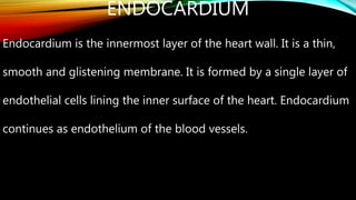 ENDOCARDIUM
Endocardium is the innermost layer of the heart wall. It is a thin,
smooth and glistening membrane. It is formed by a single layer of
endothelial cells lining the inner surface of the heart. Endocardium
continues as endothelium of the blood vessels.
 