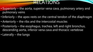 RELATIONS
• Superiorly – the aorta, superior vena cava, pulmonary artery and
pulmonary veins
• Inferiorly – the apex rests on the central tendon of the diaphragm
• Anteriorly – the ribs and the intercostal muscles
• Posteriorly – the esophagus, trachea, left and right bronchus,
descending aorta, inferior vena cava and thoracic vertebrae
• Laterally – the lungs
 