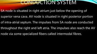CONDUCTION SYSTEM
SA node is situated in right atrium just below the opening of
superior vena cava. AV node is situated in right posterior portion
of intra-atrial septum. The impulses from SA node are conducted
throughout the right and left atria. The impulses also reach the AV
node via some specialized fibers called intermodal fibres.
 
