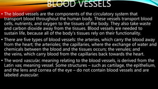 BLOOD VESSELS
• The blood vessels are the components of the circulatory system that
transport blood throughout the human body. These vessels transport blood
cells, nutrients, and oxygen to the tissues of the body. They also take waste
and carbon dioxide away from the tissues. Blood vessels are needed to
sustain life, because all of the body’s tissues rely on their functionality.
• There are five types of blood vessels: the arteries, which carry the blood away
from the heart; the arterioles; the capillaries, where the exchange of water and
chemicals between the blood and the tissues occurs; the venules; and
the veins, which carry blood from the capillaries back towards the heart.
• The word vascular, meaning relating to the blood vessels, is derived from the
Latin vas, meaning vessel. Some structures – such as cartilage, the epithelium,
and the lens and cornea of the eye – do not contain blood vessels and are
labeled avascular.
 