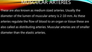 MUSCULAR ARTERIES
These are also known as medium sized arteries. Usually the
diameter of the lumen of muscular artery is 2-10 mm. As these
arteries regulate the flow of blood to an organ or tissue these are
also called as distributing arteries. Muscular arteries are of smaller
diameter than the elastic arteries.
 