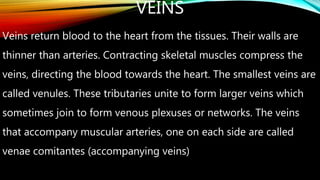 VEINS
Veins return blood to the heart from the tissues. Their walls are
thinner than arteries. Contracting skeletal muscles compress the
veins, directing the blood towards the heart. The smallest veins are
called venules. These tributaries unite to form larger veins which
sometimes join to form venous plexuses or networks. The veins
that accompany muscular arteries, one on each side are called
venae comitantes (accompanying veins)
 