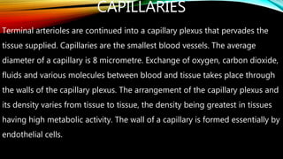 CAPILLARIES
Terminal arterioles are continued into a capillary plexus that pervades the
tissue supplied. Capillaries are the smallest blood vessels. The average
diameter of a capillary is 8 micrometre. Exchange of oxygen, carbon dioxide,
fluids and various molecules between blood and tissue takes place through
the walls of the capillary plexus. The arrangement of the capillary plexus and
its density varies from tissue to tissue, the density being greatest in tissues
having high metabolic activity. The wall of a capillary is formed essentially by
endothelial cells.
 