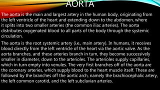 AORTA
The aorta is the main and largest artery in the human body, originating from
the left ventricle of the heart and extending down to the abdomen, where
it splits into two smaller arteries (the common iliac arteries). The aorta
distributes oxygenated blood to all parts of the body through the systemic
circulation.
The aorta is the root systemic artery (i.e., main artery). In humans, it receives
blood directly from the left ventricle of the heart via the aortic valve. As the
aorta branches, and these arteries branch in turn, they become successively
smaller in diameter, down to the arterioles. The arterioles supply capillaries,
which in turn empty into venules. The very first branches off of the aorta are
the coronary arteries, which supply blood to the heart muscle itself. These are
followed by the branches off the aortic arch, namely the brachiocephalic artery,
the left common carotid, and the left subclavian arteries.
 