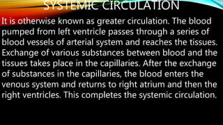 SYSTEMIC CIRCULATION
It is otherwise known as greater circulation. The blood
pumped from left ventricle passes through a series of
blood vessels of arterial system and reaches the tissues.
Exchange of various substances between blood and the
tissues takes place in the capillaries. After the exchange
of substances in the capillaries, the blood enters the
venous system and returns to right atrium and then the
right ventricles. This completes the systemic circulation.
 