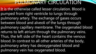 PULMONARY CIRCULATION
It is the otherwise called lesser circulation. Blood is
pumped from right ventricle to lungs through
pulmonary artery. The exchange of gases occurs
between blood and alveoli of the lungs through
pulmonary capillary membrane. The oxygenated blood
returns to left atrium through the pulmonary veins.
Thus, the left side of the heart contains the venous
blood. In contrast to all other arteries of the body,
pulmonary artery has deoxygenated blood and
pulmonary vein has oxygenated blood.
 