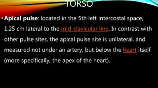 TORSO
•Apical pulse: located in the 5th left intercostal space,
1.25 cm lateral to the mid-clavicular line. In contrast with
other pulse sites, the apical pulse site is unilateral, and
measured not under an artery, but below the heart itself
(more specifically, the apex of the heart).
 