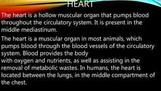 HEART
The heart is a hollow muscular organ that pumps blood
throughout the circulatory system. It is present in the
middle mediastinum.
The heart is a muscular organ in most animals, which
pumps blood through the blood vessels of the circulatory
system. Blood provides the body
with oxygen and nutrients, as well as assisting in the
removal of metabolic wastes. In humans, the heart is
located between the lungs, in the middle compartment of
the chest.
 