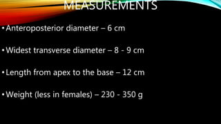 MEASUREMENTS
•Anteroposterior diameter – 6 cm
•Widest transverse diameter – 8 - 9 cm
•Length from apex to the base – 12 cm
•Weight (less in females) – 230 - 350 g
 