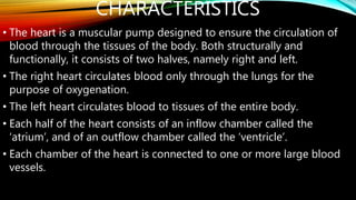 CHARACTERISTICS
• The heart is a muscular pump designed to ensure the circulation of
blood through the tissues of the body. Both structurally and
functionally, it consists of two halves, namely right and left.
• The right heart circulates blood only through the lungs for the
purpose of oxygenation.
• The left heart circulates blood to tissues of the entire body.
• Each half of the heart consists of an inflow chamber called the
‘atrium’, and of an outflow chamber called the ‘ventricle’.
• Each chamber of the heart is connected to one or more large blood
vessels.
 