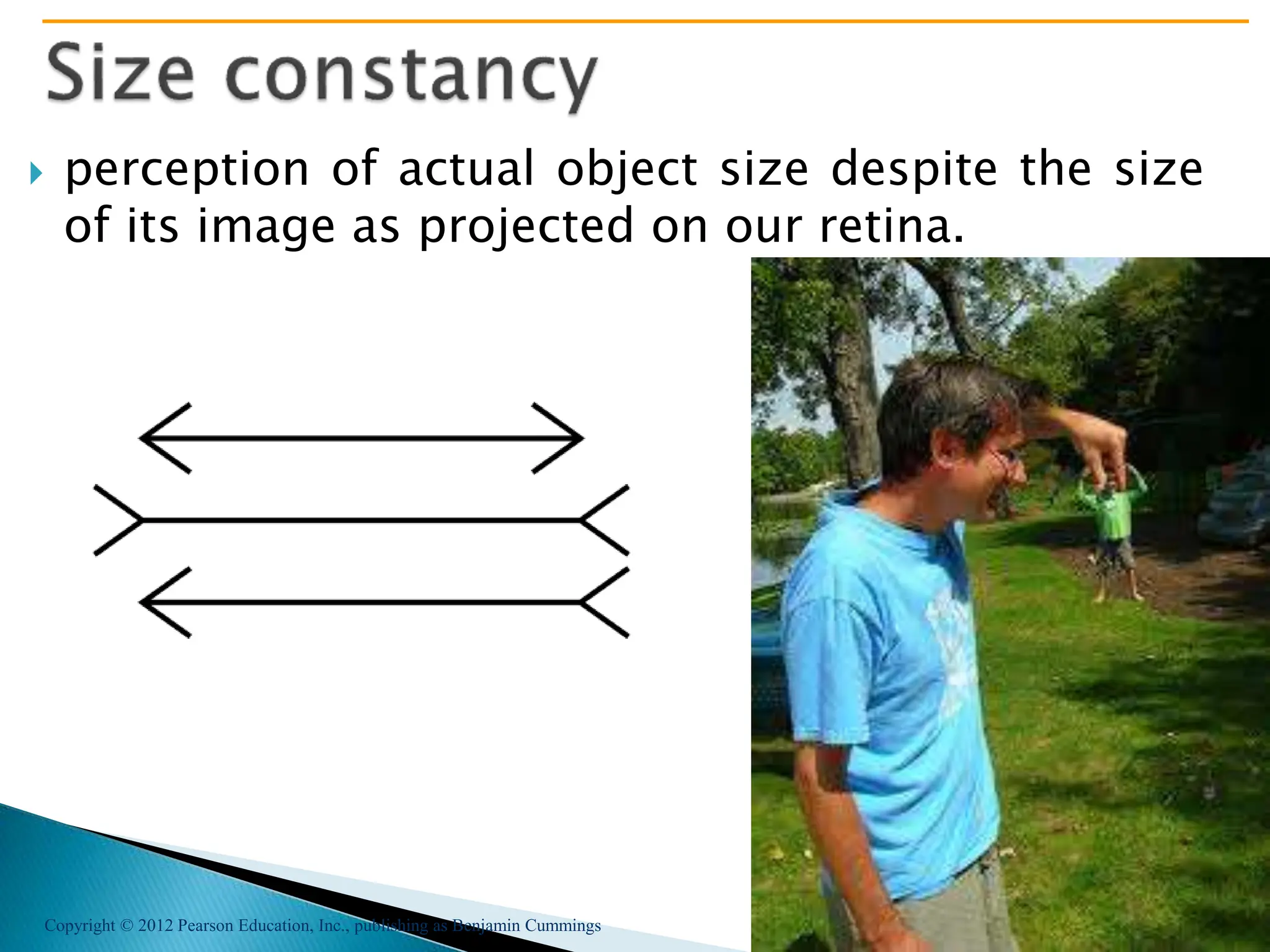 Copyright © 2012 Pearson Education, Inc., publishing as Benjamin Cummings
 perception of actual object size despite the size
of its image as projected on our retina.
 