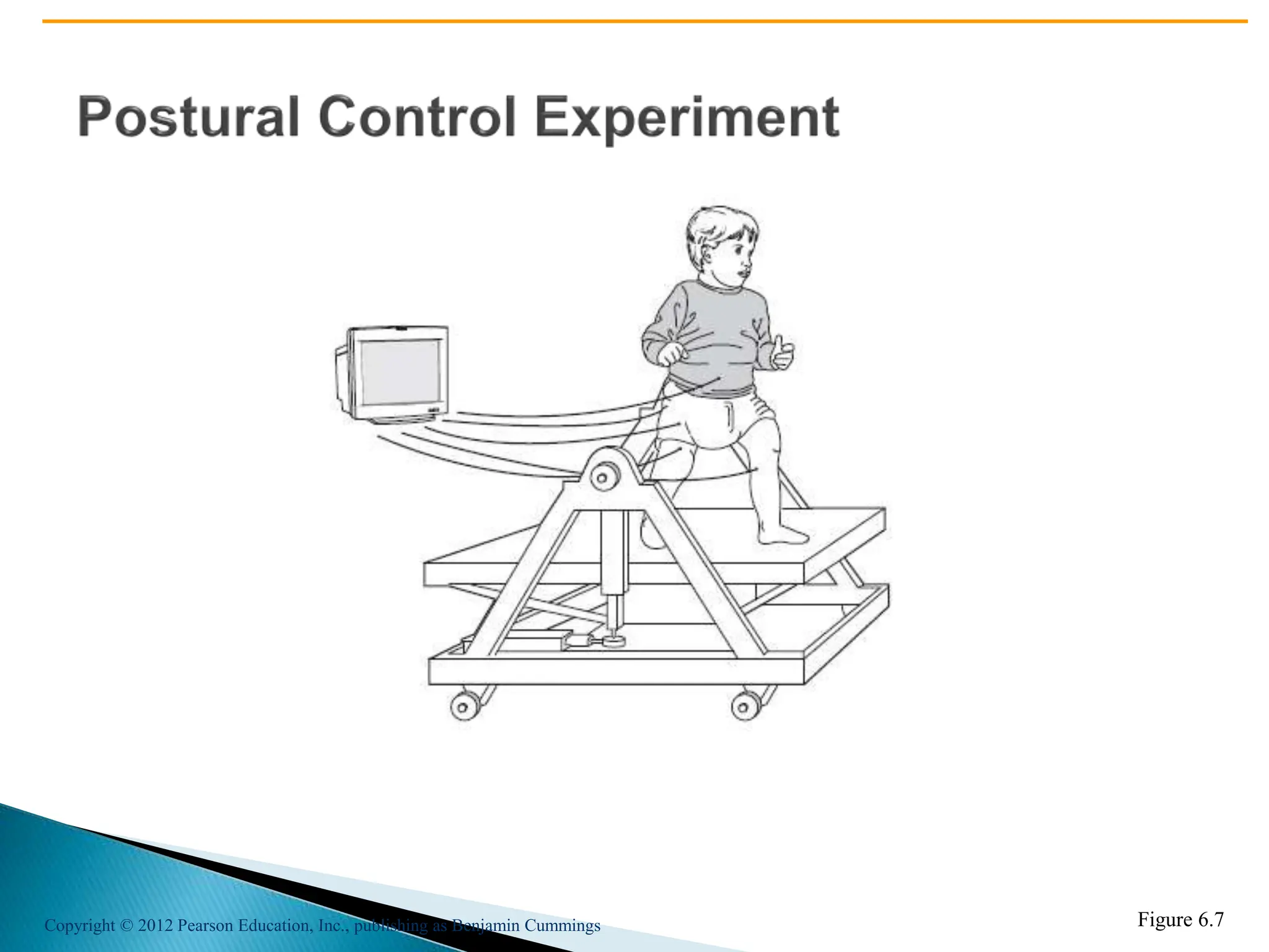 Copyright © 2012 Pearson Education, Inc., publishing as Benjamin Cummings Figure 6.7
 