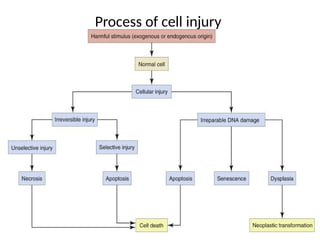 Comprehensive Overview of Trauma and Cellular Injury Mechanisms | PPTX