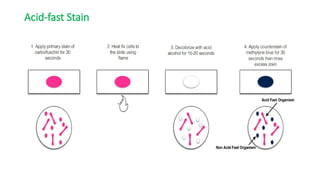 Comprehensive Guide to Microbial Staining Techniques in Agricultural ...