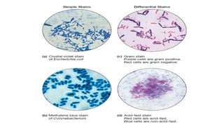 Comprehensive Guide to Microbial Staining Techniques in Agricultural ...