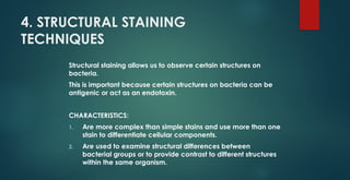 Structural Stain Examples Unit IV - Biochemical Techniqes fkcnlklk | PPTX