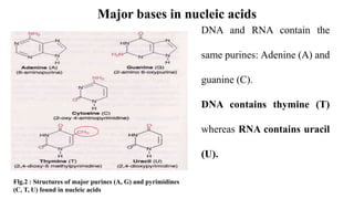 UNIT IV Nucleic acid metabolism and genetic information.pptx