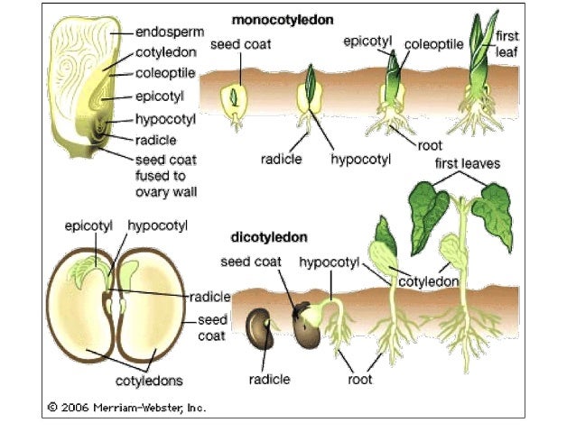 Science Plant World Sexual Reproduction Asexual Reproduction Of Plant…