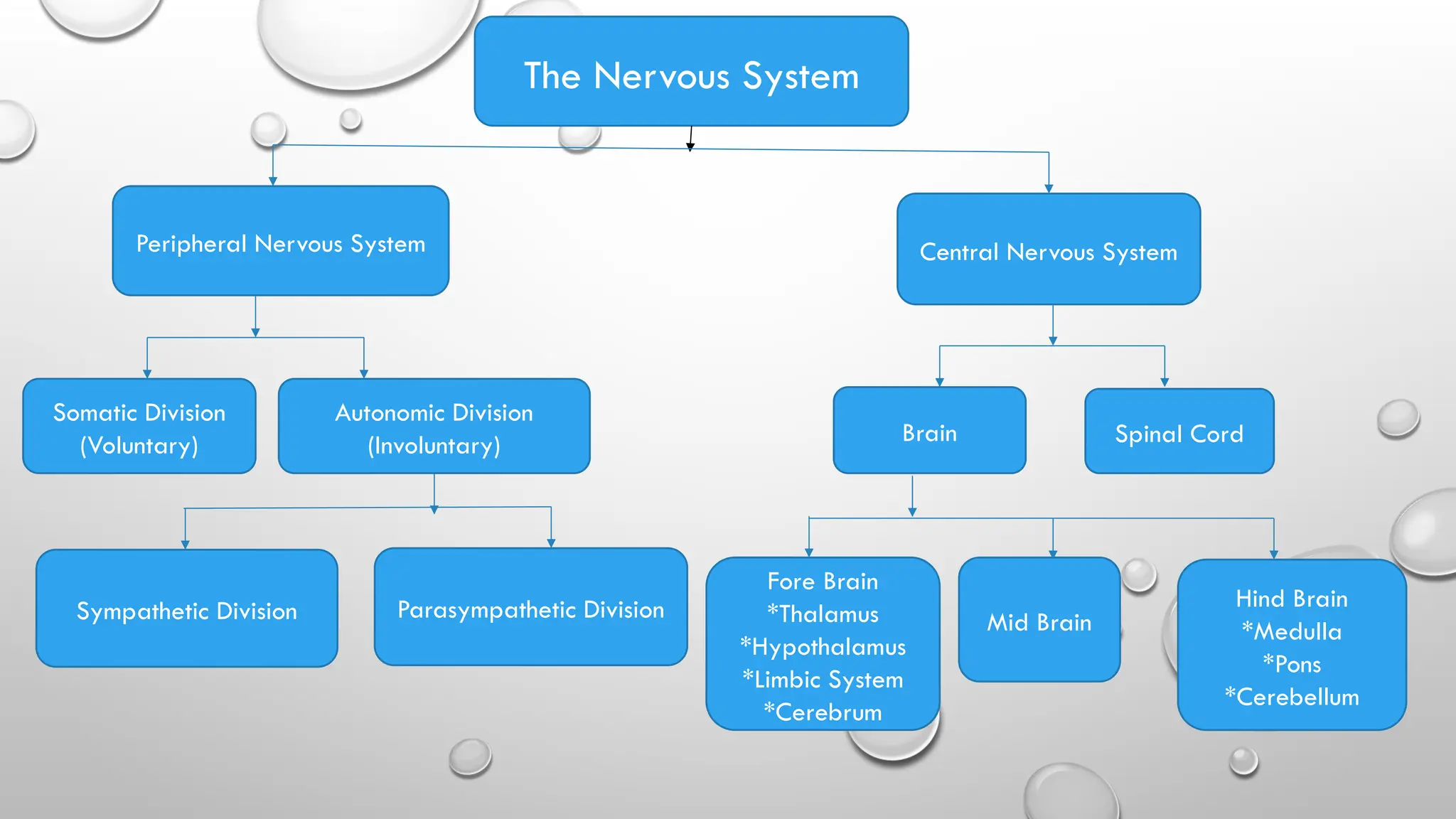 The Nervous System
Peripheral Nervous System Central Nervous System
Somatic Division
(Voluntary)
Autonomic Division
(Involuntary) Brain Spinal Cord
Sympathetic Division Parasympathetic Division
Fore Brain
*Thalamus
*Hypothalamus
*Limbic System
*Cerebrum
Mid Brain
Hind Brain
*Medulla
*Pons
*Cerebellum
 