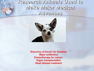 Research AAnniimmaallss UUsseedd ttoo 
MMaakkee MMaajjoorr MMeeddiiccaall 
AAddvvaanncceess 
Discovery of Insulin for Diabetes 
Major antibiotics 
Chemotherapy for cancer 
Organ transplantation 
Heart disease treatment 
 