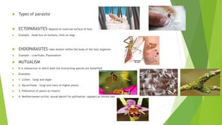  Types of parasite
 ECTOPARASITES–depend on external surface of host
 Example – head lice on humans, ticks on dogs
 ENDOPARASITES–take shelter within the body of the host organism
 Example – Liverfluke, Plasmodium
 MUTUALISM
 It is interaction in which both the interacting species are benefited
 Examples
 1. Lichen – fungi and algae
 2. Mycorrhizae – fungi and roots of higher plants
 3. Pollination of plants by insects
 4. Mediterranean orchid- sexual deceit for pollination- appears as female bee
 
