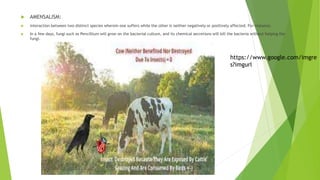  AMENSALISM:
 interaction between two distinct species wherein one suffers while the other is neither negatively or positively affected. For instance.
 In a few days, fungi such as Pencillium will grow on the bacterial culture, and its chemical secretions will kill the bacteria without helping the
fungi.
https://www.google.com/imgre
s?imgurl
 