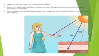  c) Light- In the presence of sunlight, plants use photosynthesis to make food.
 Because they are shaded by large canopied trees, certain plants have adapted to low light levels. Certain plants only flower when they get
photoperiodism, or critical daylight.
 Since the sun is the source of both, the availability of light and land is strongly related to that of temperature. Sunlight's UV rays are toxic to both
plants and animals.
 