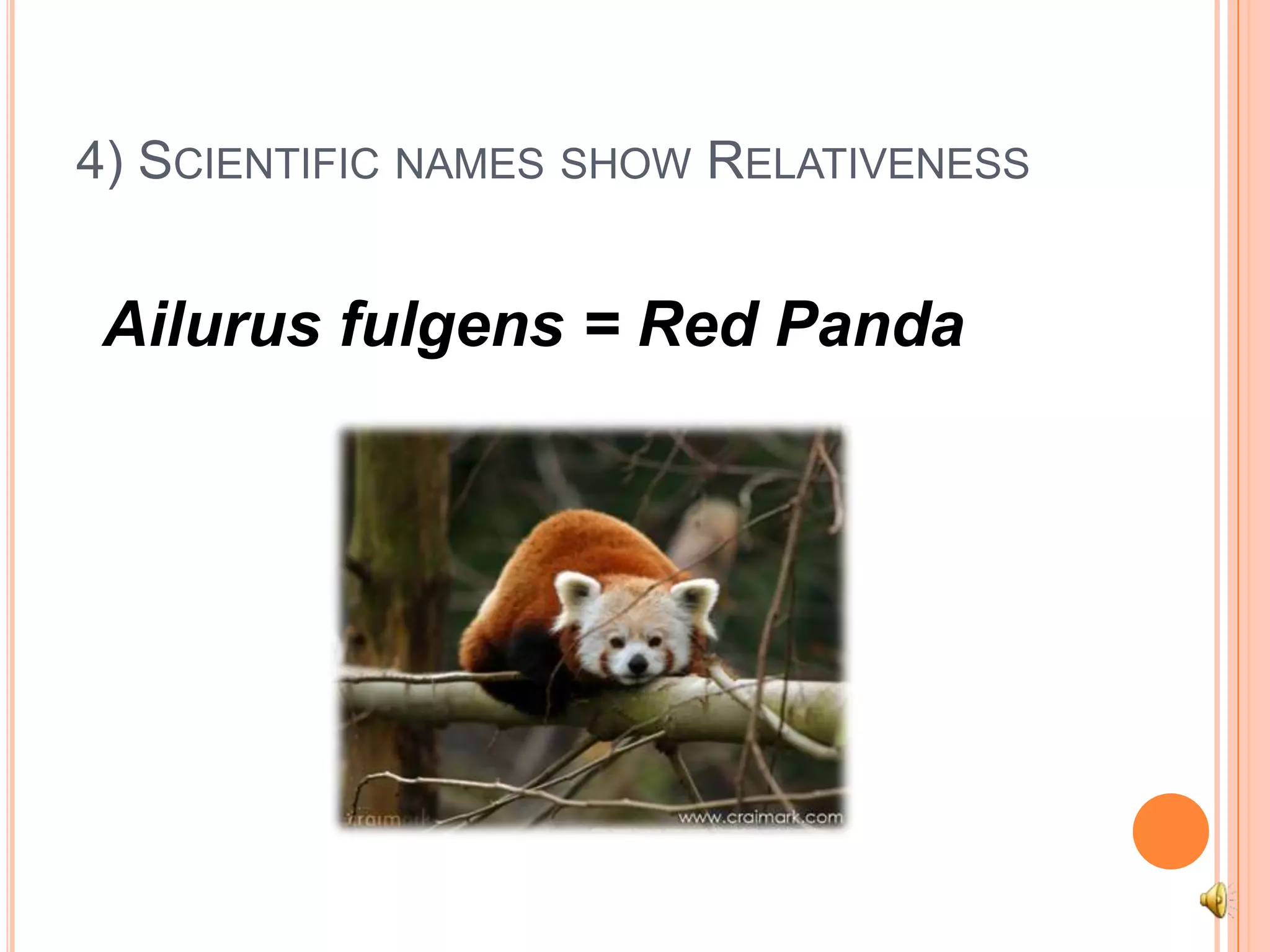4) Scientific names show RelativenessAilurusfulgens= Red Panda