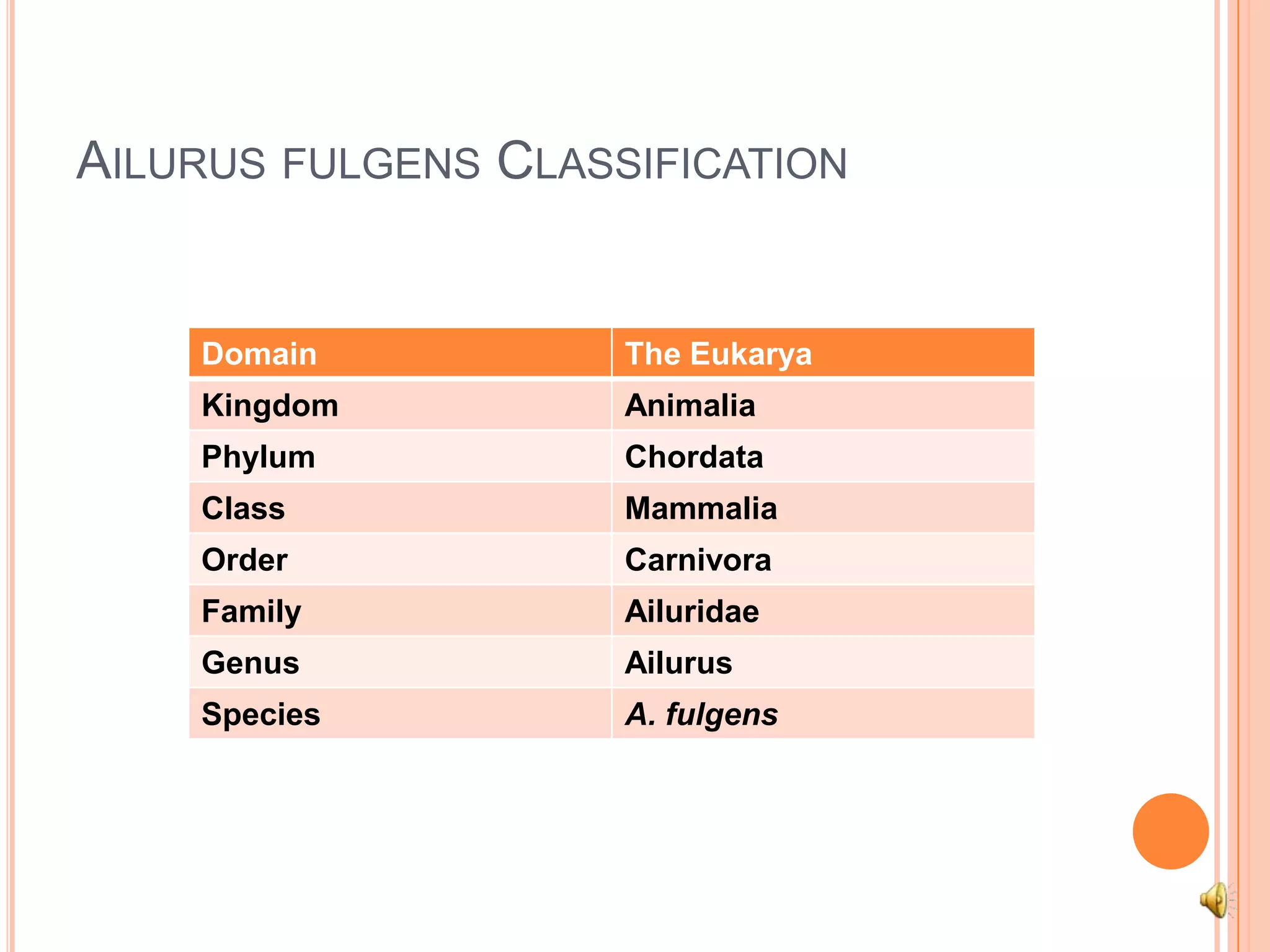 Ailurusfulgens Classification