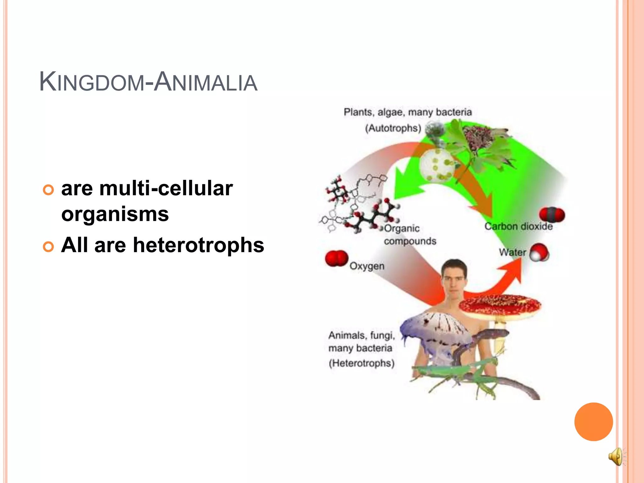 Kingdom-Animaliaare multi-cellular organismsAll are heterotrophs