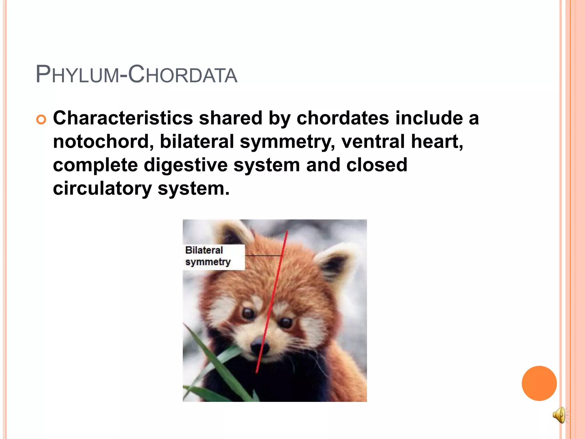 Phylum-ChordataCharacteristics shared by chordates include a notochord, bilateral symmetry, ventral heart, complete digestive system and closed circulatory system. 