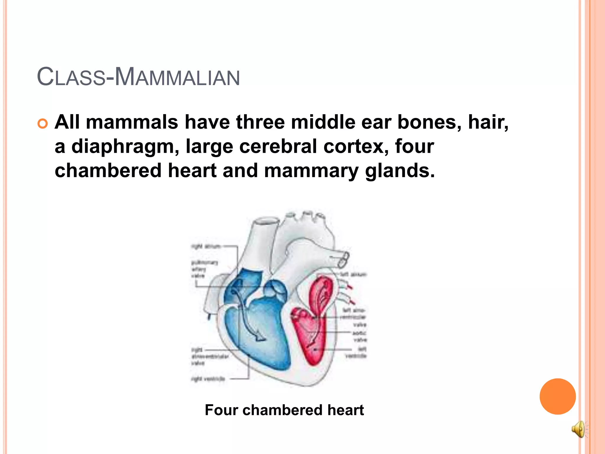 Class-MammalianAll mammals have three middle ear bones, hair, a diaphragm, large cerebral cortex, four chambered heart and mammary glands.Four chambered heart