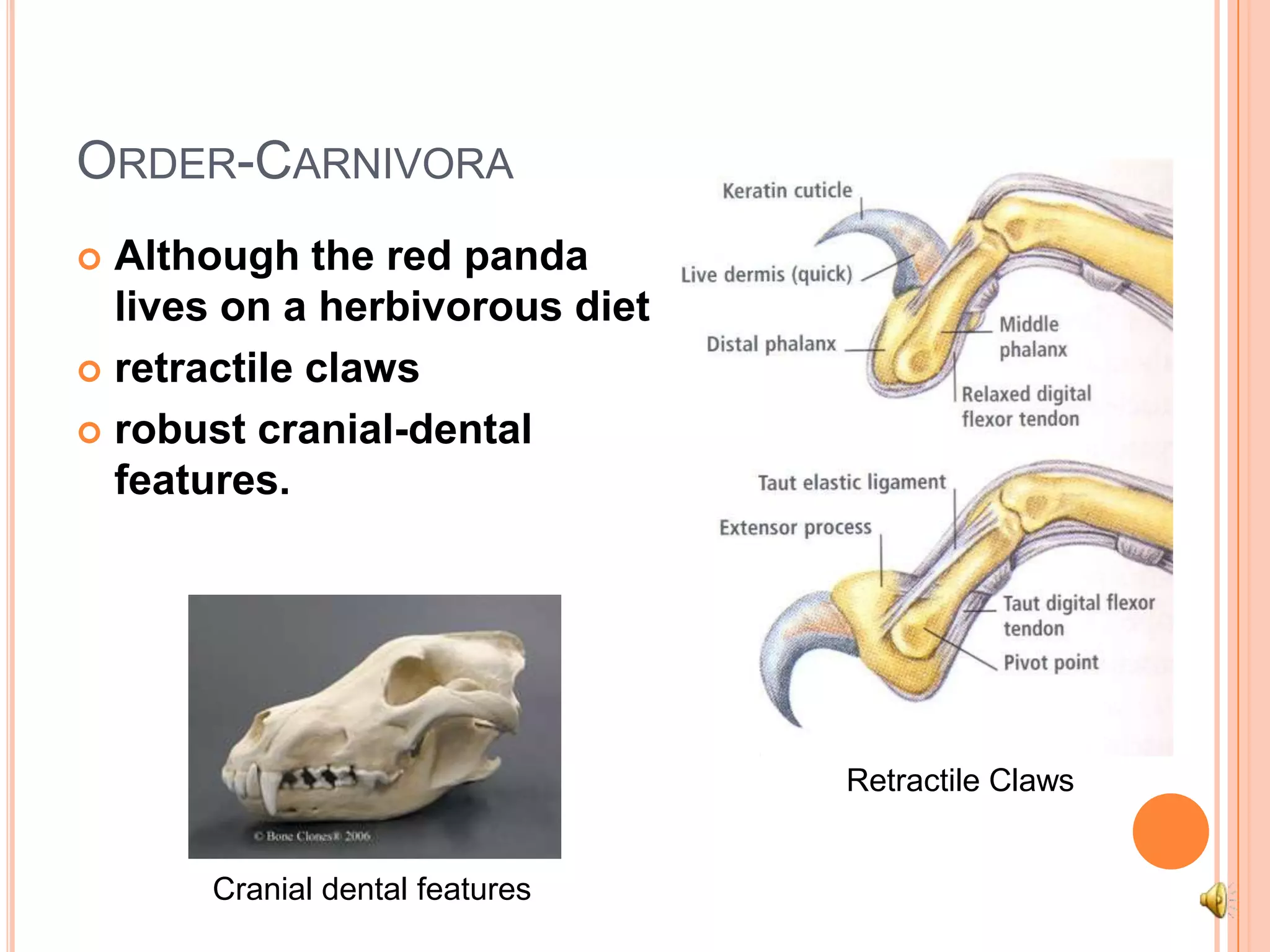 Order-CarnivoraAlthough the red panda lives on a herbivorous dietretractile clawsrobust cranial-dental features.Retractile ClawsCranial dental features