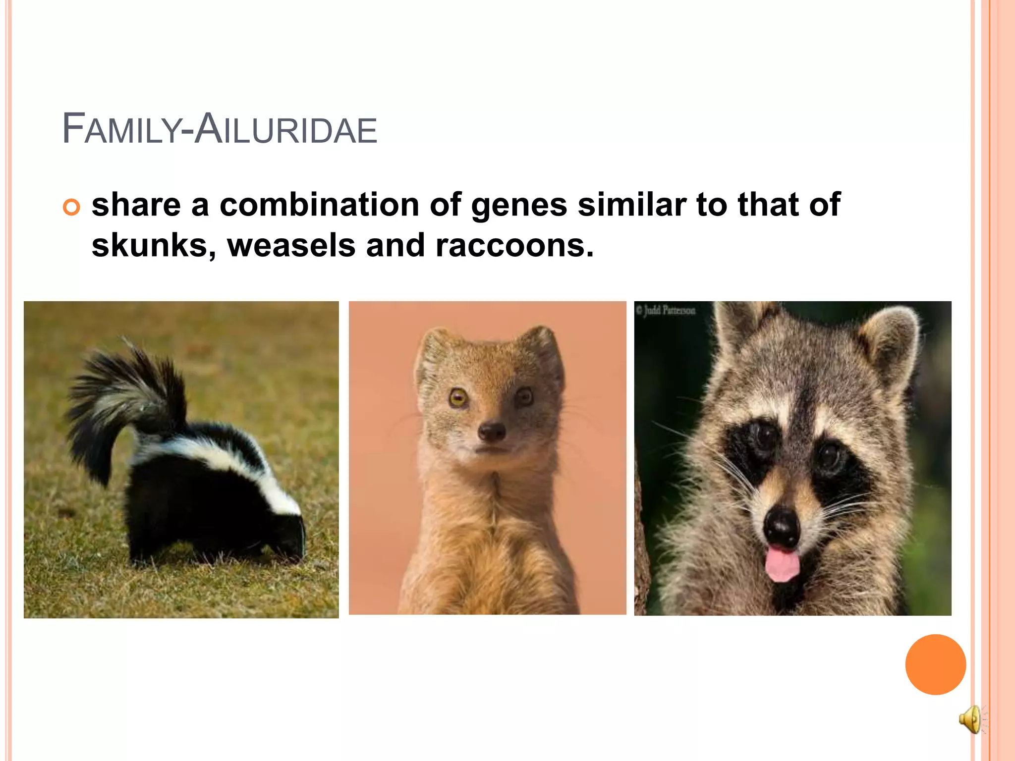 Family-Ailuridaeshare a combination of genes similar to that of skunks, weasels and raccoons.