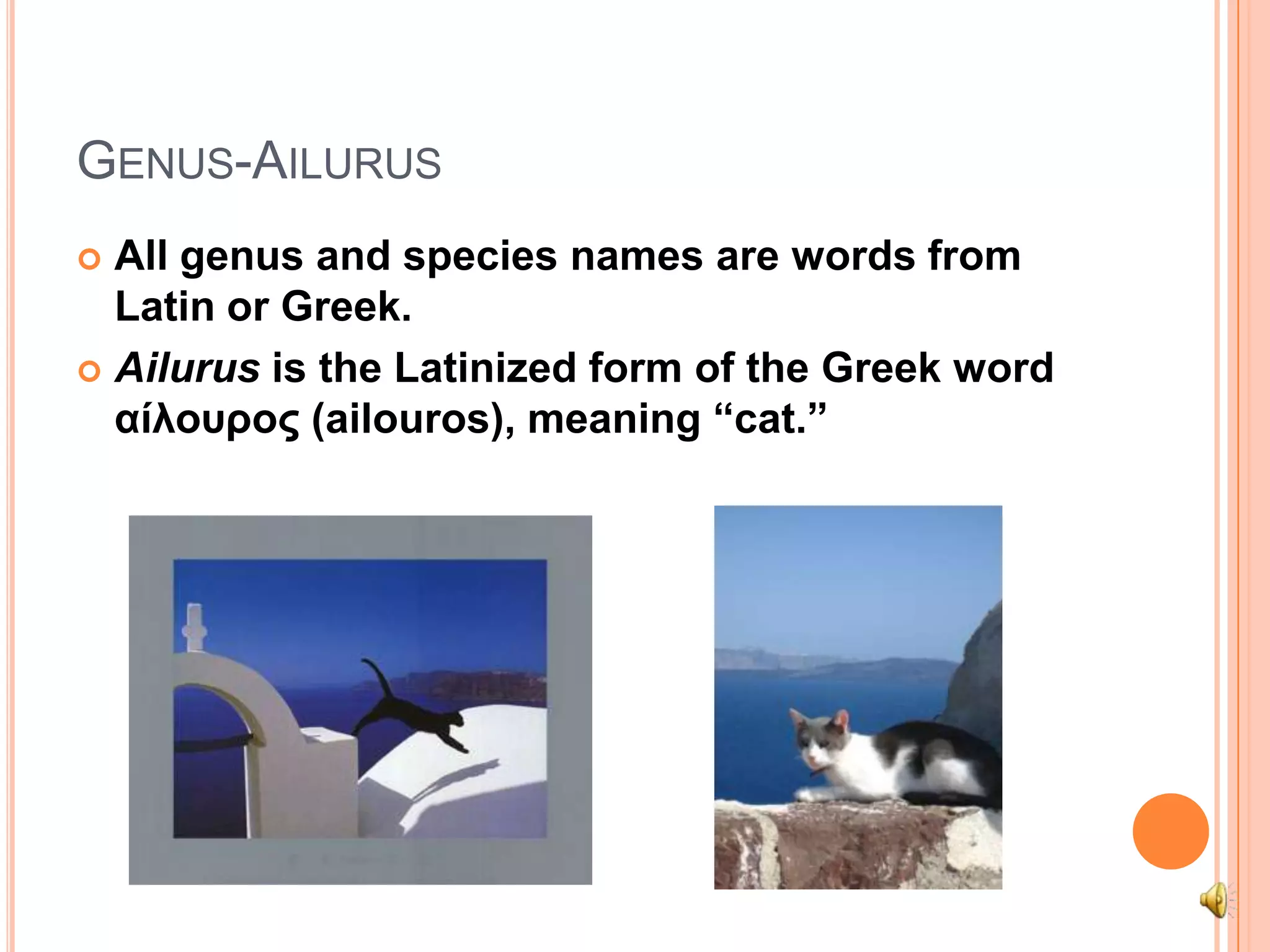 Genus-AilurusAll genus and species names are words from Latin or Greek. Ailurus is the Latinized form of the Greek word αίλουρος (ailouros), meaning “cat.” 